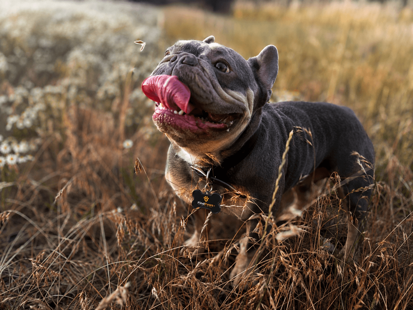 Milo the dog wearing a FindPaws tag in a field