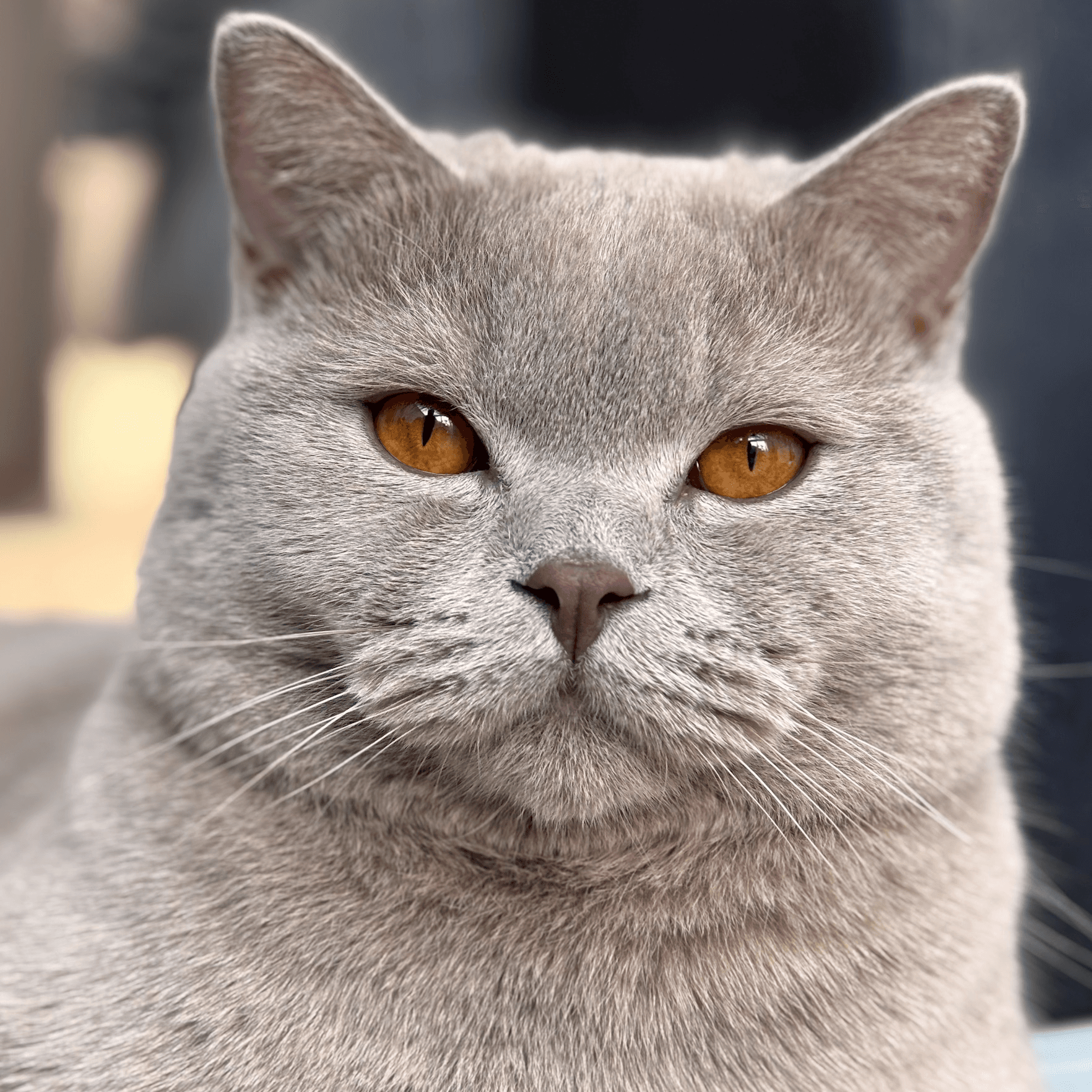 Grimace